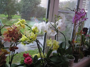 Орхидея в домашних условиях