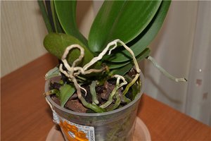 Особенности пересадки орхидеи