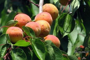 Как посадить абрикос тримф