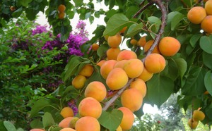 Недостатки сорта абрикос