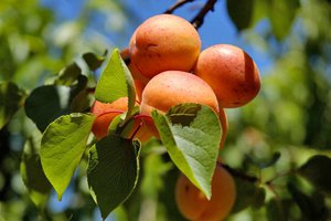 Описание сорта абрикоса