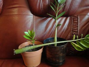 Как пересадить растение замиокулькас