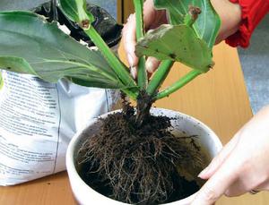 Как вырастить растение мединилла