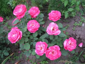 Канадские розы выращивание