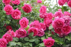 Роза парад в саду