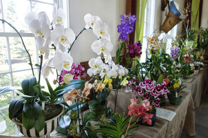 Освещение орхидей