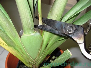 Обрезка орхидеи