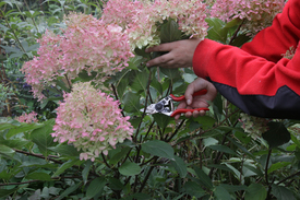 Метельчатая гортензия – красивый цветок