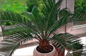 Как пересадить пальму цикас