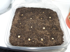Посев семян мурайи