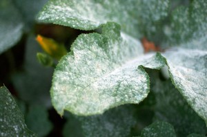 Лечение хризантемы от мучнистой росы