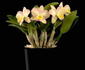 Как выглядит орхидея каттлея 