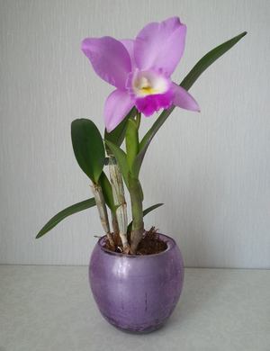 Как ухаживать за орхидеей каттлея 