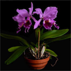 Пересадка орхидеи каттлея 