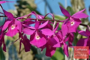 Как вырастить орхидею каттлею