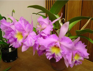 Полив орхидеи каттлея 