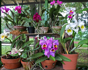 Как правильно ухаживать за орхидеей каттлея 