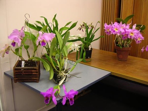 Черенкование орхидеи каттлея 