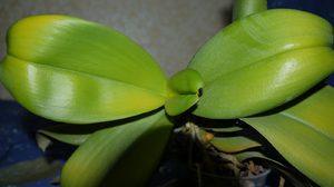 Предвестники пожелтения листьев у орхидей