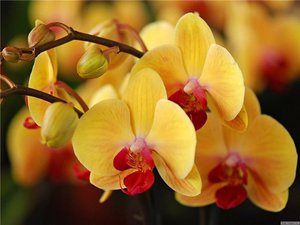 Разновидности орхидей