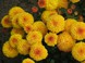 Цветок Хризантема Мультифлора 