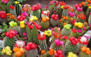 Разнообразные цветущие кактусы