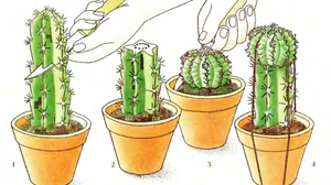 Секреты размножения, пересадки и ухода за кактусами