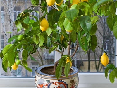 Лимон павловский уход в домашних условиях — Цветы365