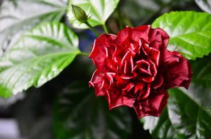 Краснй цветок китайской розы 