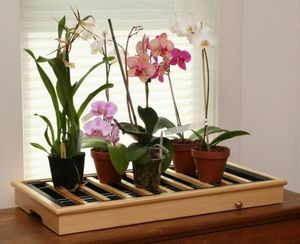 Домашнее цветение Орхидей