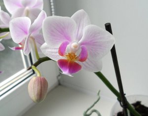 Красивый цветок Орхидея  - уход и размножение 