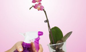 Орхидеи -уход в домашних условиях
