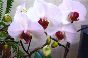 Красивый цветок Орхидея  