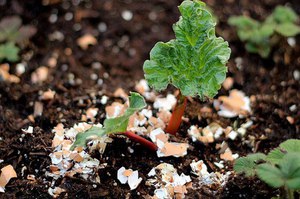 Яичная скорлупа для огорода или сада: способы 