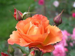Бутон розы вестерленд
