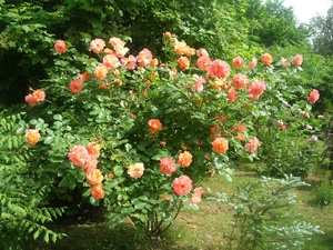 Выращивание розы вестерленд