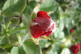 Лечение розы от паутинного клеща