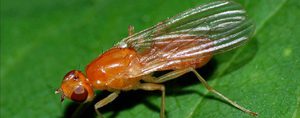 Морковная муха вред от насекомого