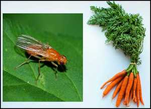 Внешний вид морковной мухи
