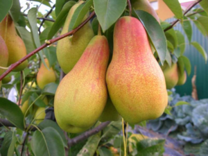 Плоды Талгарской красавицы крупные, сочные и хрустящие, бутылочновидной формы