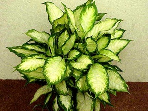 Диффенбахия – травянистое декоративное растение