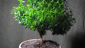 Мирт –  вечнозеленое древесное растение