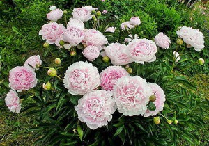 Почему не цветет пион сорта Sarah Bernhardt
