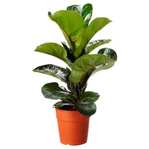 Лировидный фикус – это вечнозеленое многолетнее древовидное декоративное растение