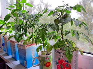 Способ выращивания помидоров