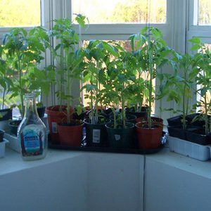 Как посадить помидоры на балконе