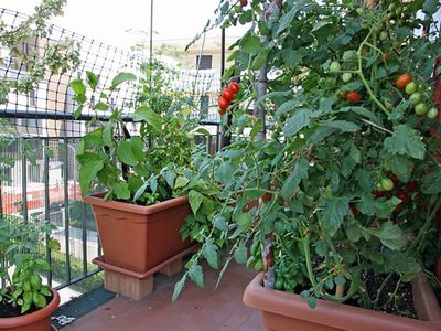 Помидоры Балконное чудо: уход и выращивание в домашних условиях на балконе