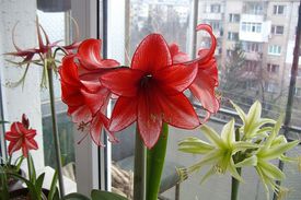 Прекрасный домашний цветок Амариллис