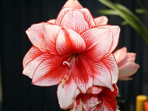  Цветок Амариллис  Amaryllis