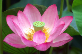 Лотос – это земноводный многолетний цветок